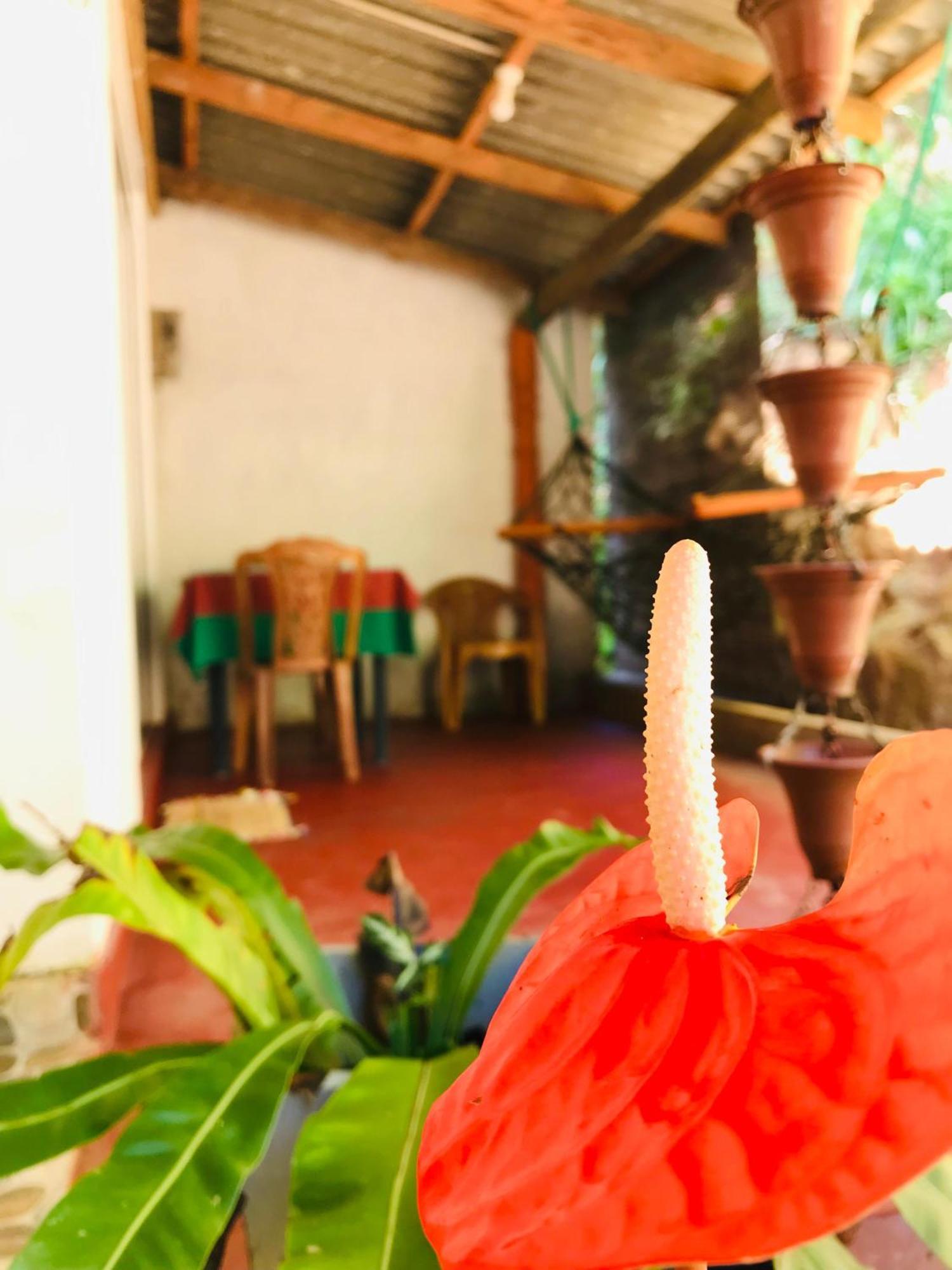 Ella Jungle Inn Homestay And Tree House Zewnętrze zdjęcie