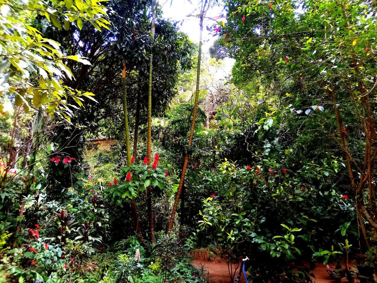 Ella Jungle Inn Homestay And Tree House Zewnętrze zdjęcie
