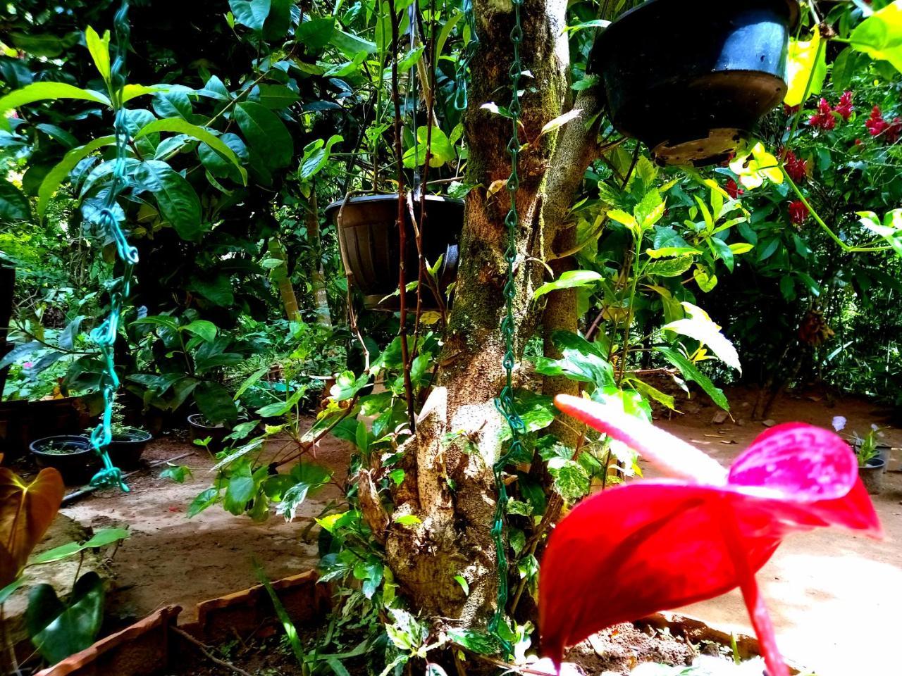 Ella Jungle Inn Homestay And Tree House Zewnętrze zdjęcie
